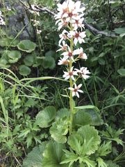 Boykinia richardsonii