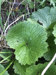 Boykinia richardsonii