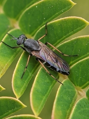 Ozodiceromyia nigrimana