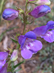 Penstemon speciosus
