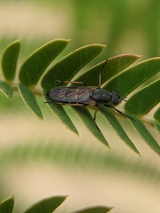 Ozodiceromyia nigrimana