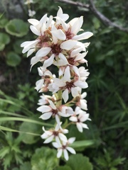 Boykinia richardsonii