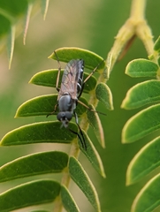 Ozodiceromyia nigrimana