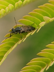 Ozodiceromyia nigrimana