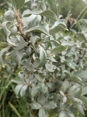 Elaeagnus commutata