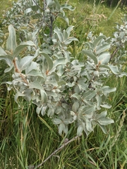 Elaeagnus commutata