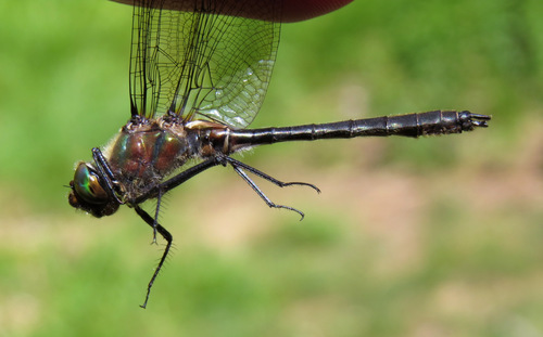 American Emerald photo 6