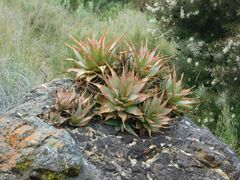 Aloe glauca