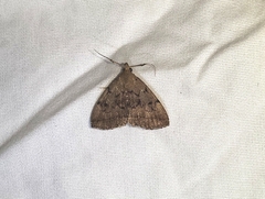 Zanclognatha dentata