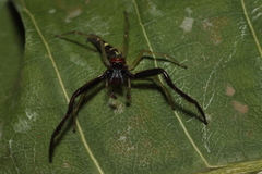 Itata