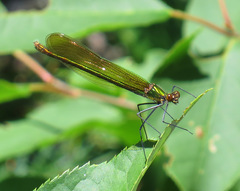 Calopteryx amata