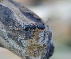 Leptorchestes berolinensis