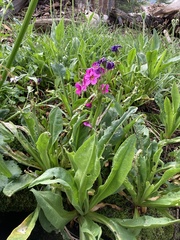 Primula parryi