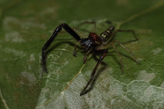 Itata
