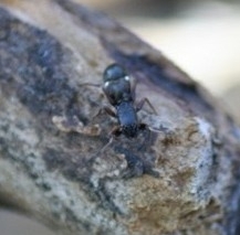 Leptorchestes berolinensis