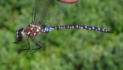 Aeshna interrupta interrupta