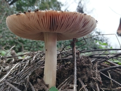 Volvopluteus gloiocephalus