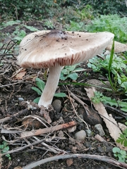 Volvopluteus gloiocephalus