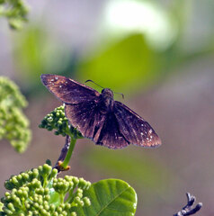Ephyriades brunnea floridensis
