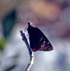 Ephyriades brunnea floridensis