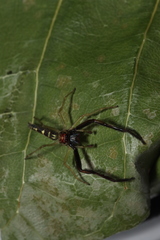 Itata