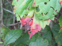 Phyllosticta parthenocissi