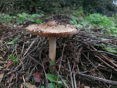 Volvopluteus gloiocephalus