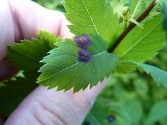 Lasioptera spiraeafolia