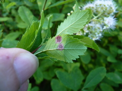 Lasioptera spiraeafolia