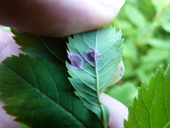 Lasioptera spiraeafolia