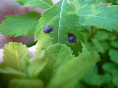 Lasioptera spiraeafolia