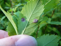 Lasioptera spiraeafolia