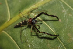 Itata