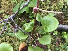 Pyrola grandiflora