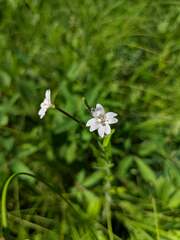 Epilobium strictum