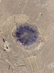 Cyanea lamarckii