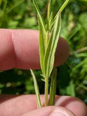Epilobium strictum