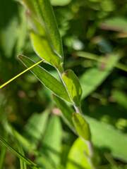 Epilobium strictum
