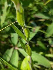 Epilobium strictum
