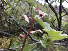 Pyrola grandiflora