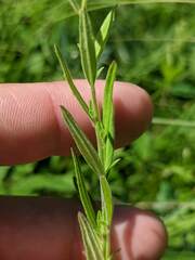 Epilobium strictum