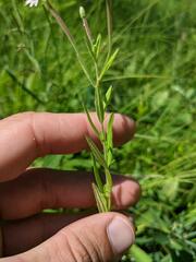 Epilobium strictum