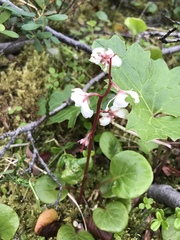 Pyrola grandiflora