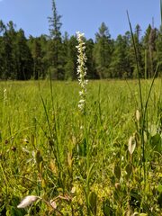 Platanthera dilatata