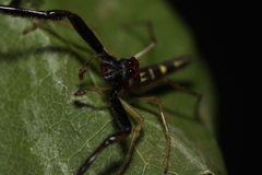 Itata