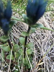 Gentiana glauca