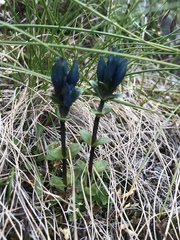 Gentiana glauca