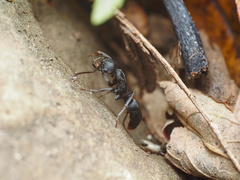 Leptogenys falcigera