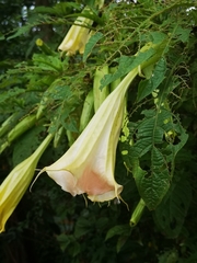 Brugmansia suaveolens