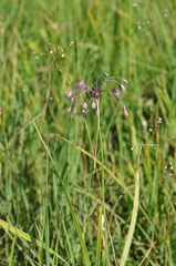 Allium carinatum